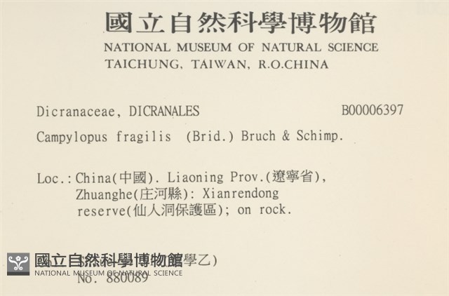 脆枝曲柄蘚藏品圖，第2張