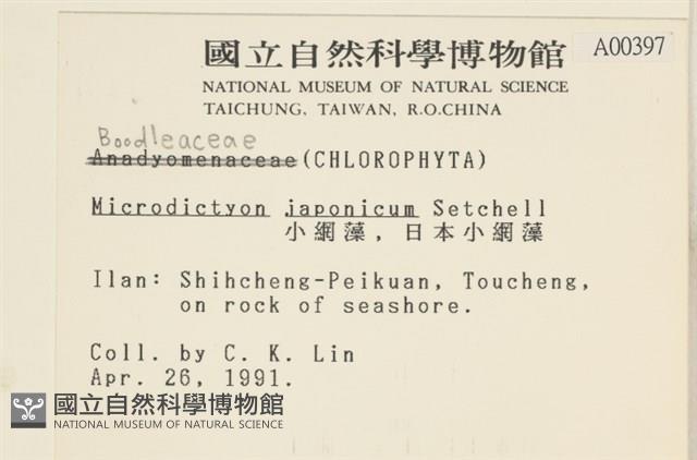 小網藻, 日本小網藻藏品圖，第2張