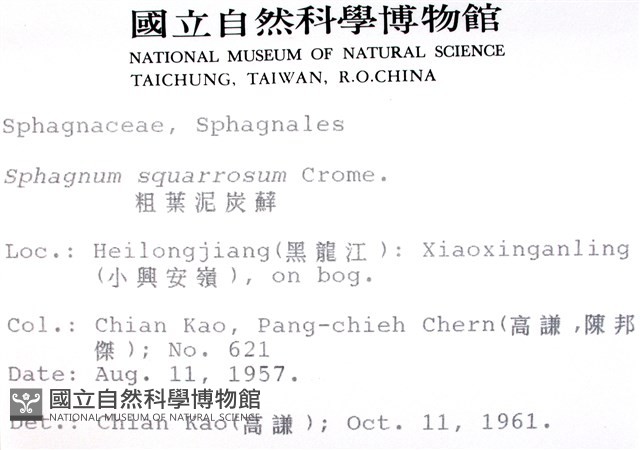 粗葉泥炭蘚藏品圖，第2張