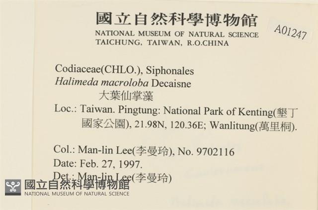 大葉海仙人掌, 大葉仙掌藻藏品圖，第2張