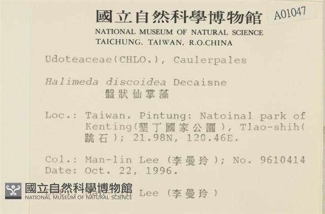 盤狀仙掌藻藏品圖，第2張