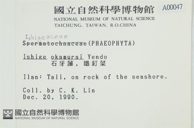 石牙藻, 石牙菜, 鐵釘菜藏品圖，第2張