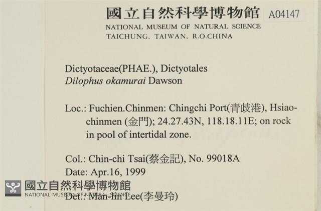 厚緣藻藏品圖，第2張