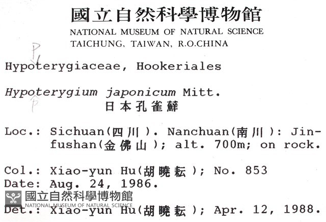 日本孔雀蘚藏品圖，第2張