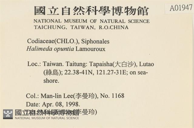 仙掌藻, 海仙人掌藏品圖，第2張