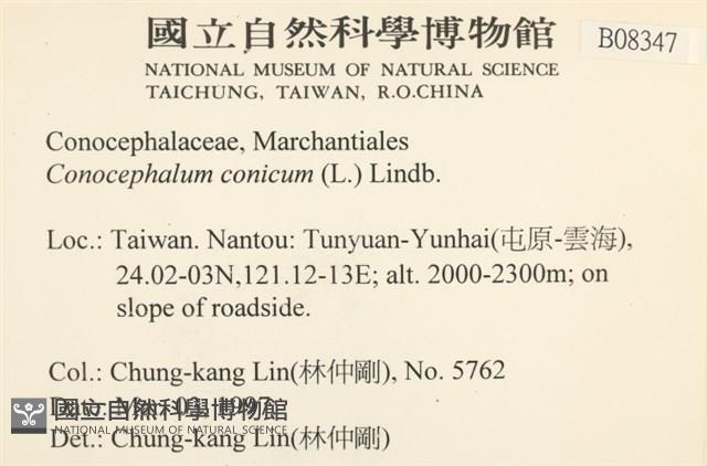 蛇苔藏品圖，第2張