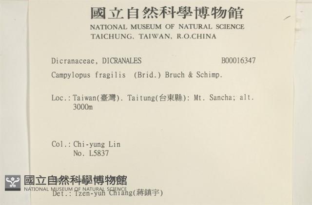 脆枝曲柄蘚藏品圖，第2張