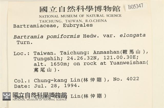 梨蒴珠蘚長形變種藏品圖，第2張