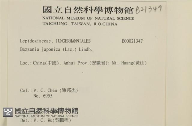 日本鞭苔藏品圖，第2張