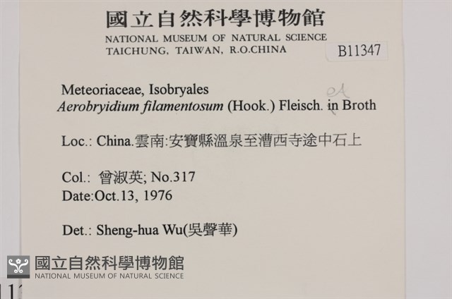 毛扭蘚藏品圖，第2張