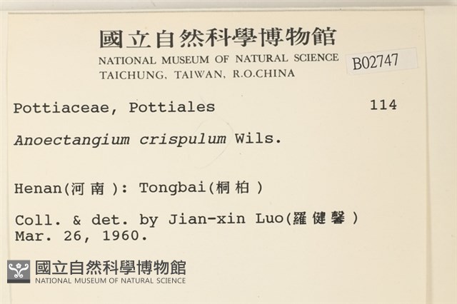 卷葉叢本蘚藏品圖，第2張