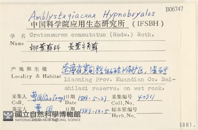 長葉牛角蘚藏品圖，第2張