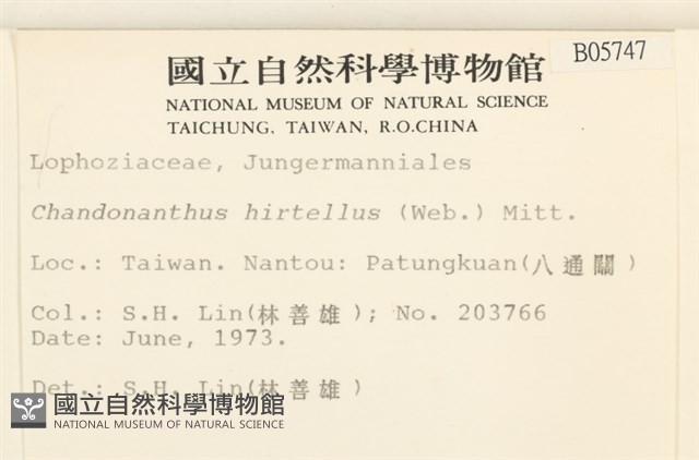 齒邊廣萼苔藏品圖，第2張