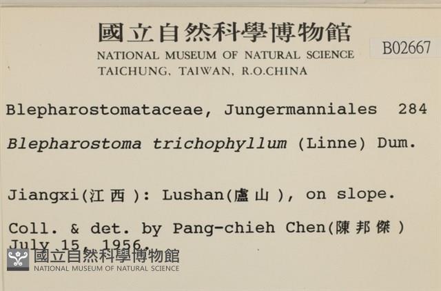 睫毛苔藏品圖，第2張