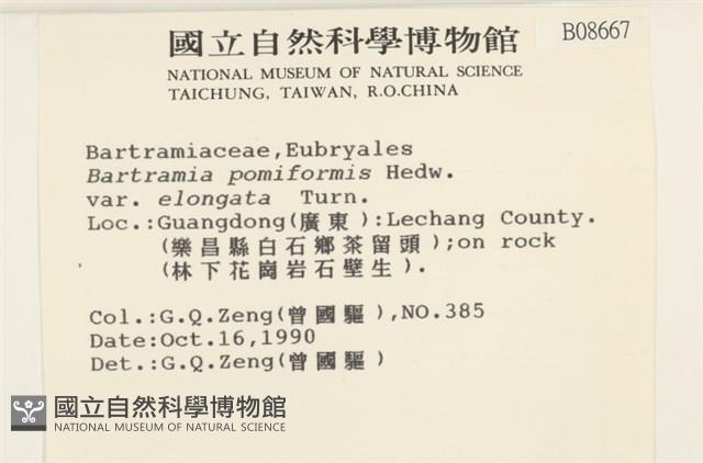 梨蒴珠蘚長形變種藏品圖，第2張