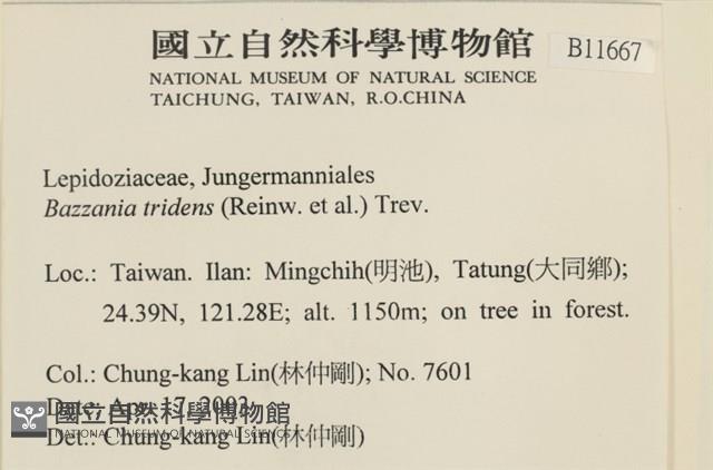 鞭苔,三裂鞭苔藏品圖，第2張