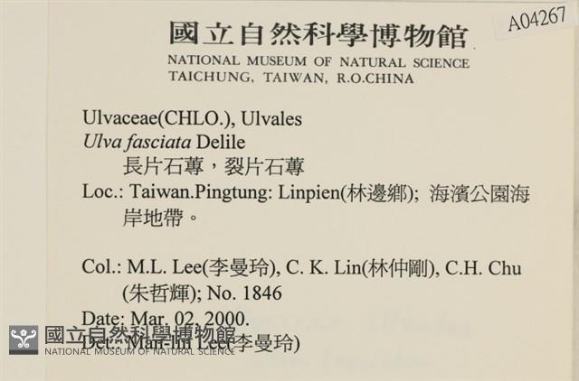 長片石蓴, 裂片石蓴藏品圖，第2張