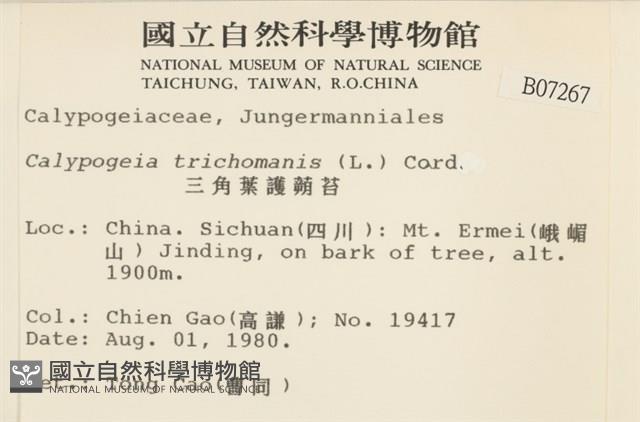 三角葉護蒴苔藏品圖，第2張