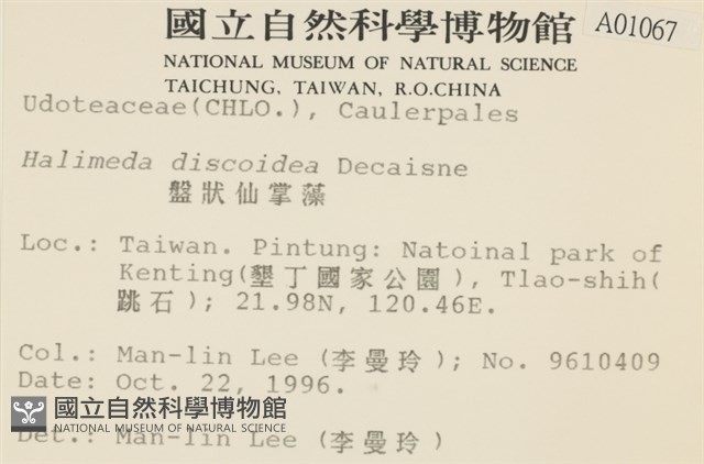 盤狀仙掌藻藏品圖，第2張