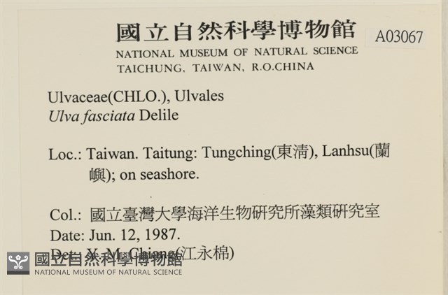長片石蓴, 裂片石蓴藏品圖，第2張