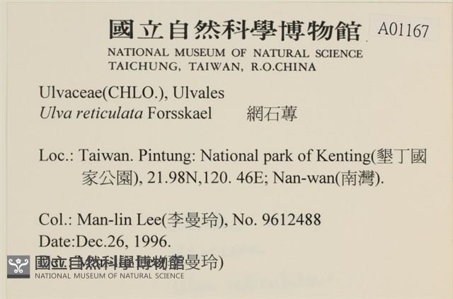 網石蓴藏品圖，第2張