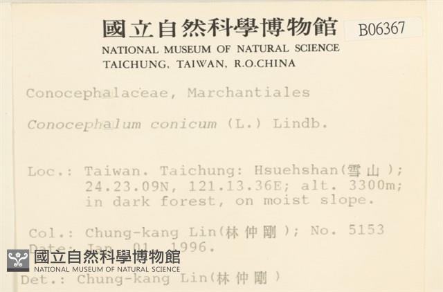 蛇苔藏品圖，第2張