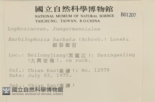 細裂瓣苔藏品圖，第2張