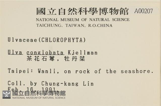 茶花石蓴, 牡丹菜藏品圖，第2張