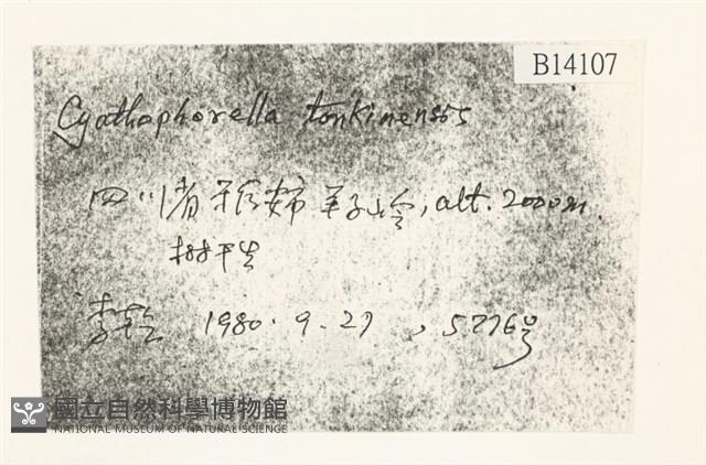 粗齒雉尾蘚藏品圖，第2張