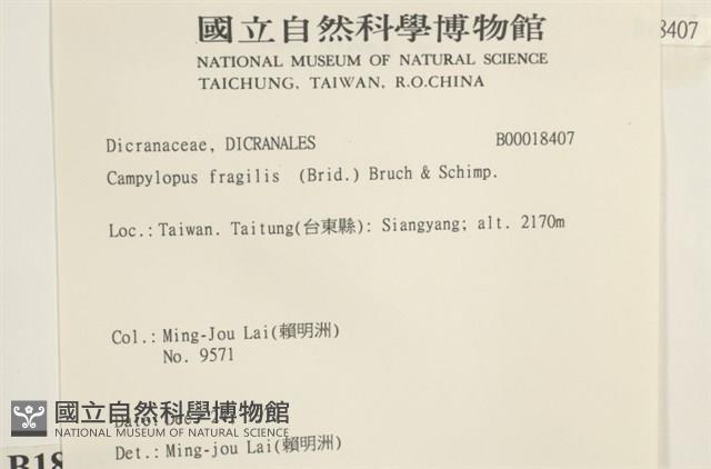 脆枝曲柄蘚藏品圖，第2張