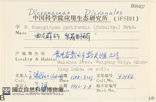 梨蒴曲柄蘚藏品圖，第2張