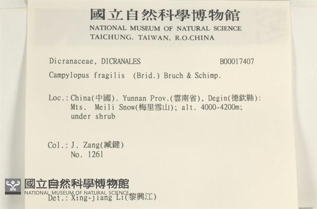 脆枝曲柄蘚藏品圖，第2張