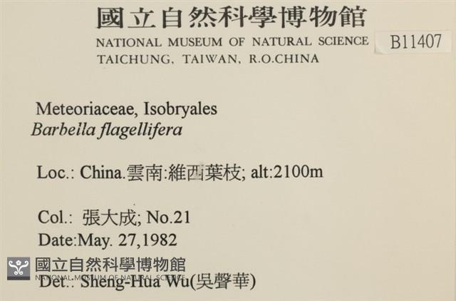 鞭枝懸蘚藏品圖，第2張