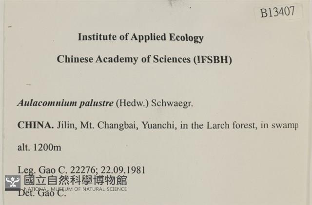 沼澤皺蒴蘚藏品圖，第2張