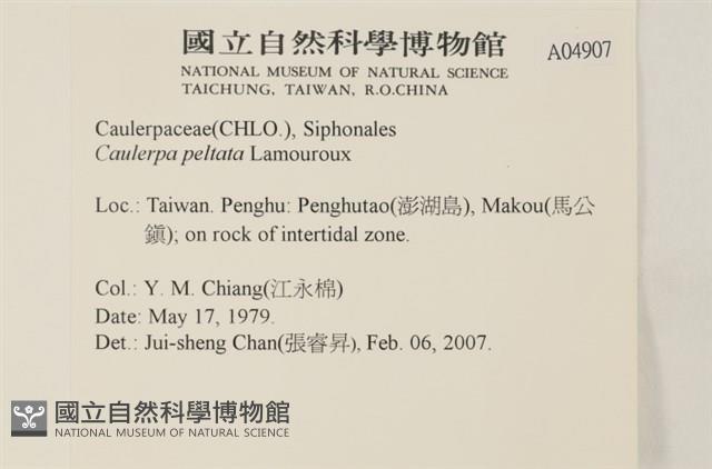 盾葉蕨藻藏品圖，第2張