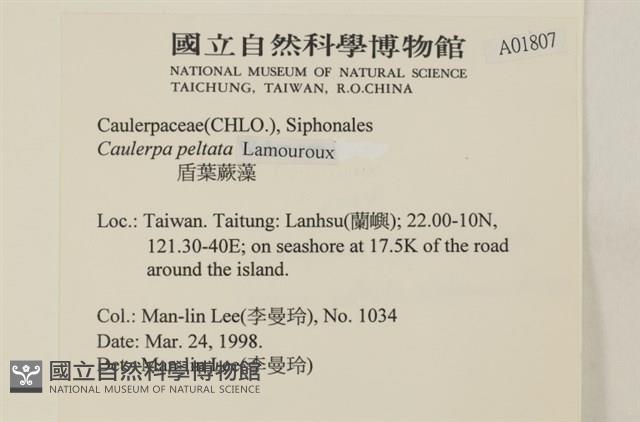 盾葉蕨藻藏品圖，第2張