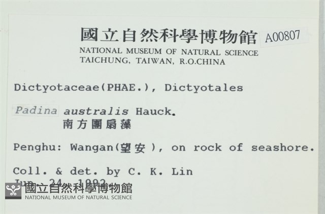 南方團扇藻藏品圖，第2張