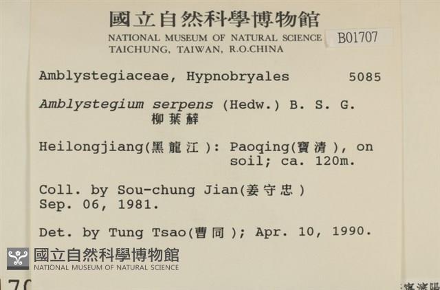 柳葉蘚藏品圖，第2張