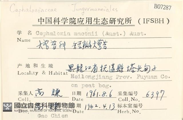 短瓣大萼苔藏品圖，第2張