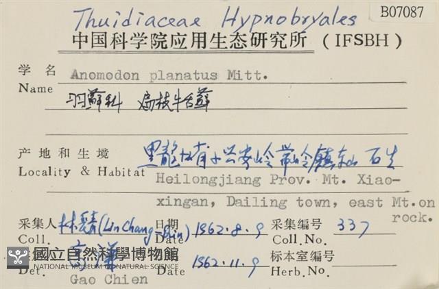 扁枝牛舌蘚藏品圖，第2張