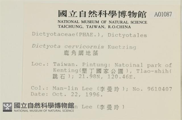 鹿角網地藻藏品圖，第2張