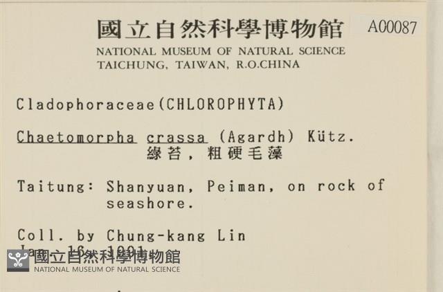 粗硬毛藻, 綠苔藏品圖，第2張