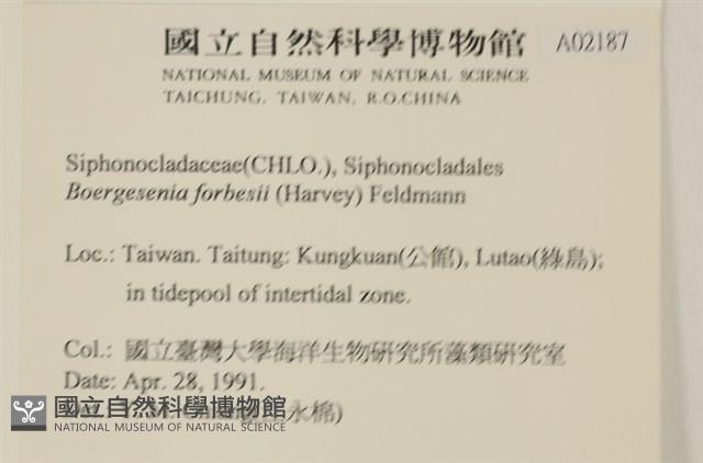 曲玉藻, 香蕉菜, 玉茄藻藏品圖，第2張