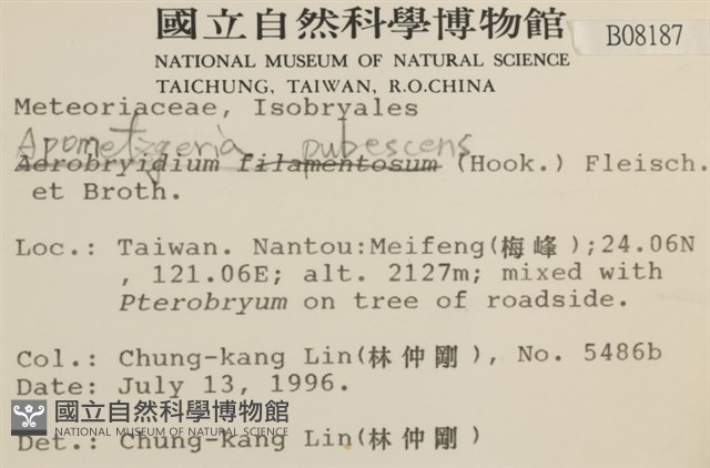 毛擬叉苔藏品圖，第2張