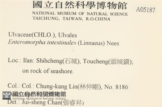 腸滸苔, 河石髮藏品圖，第2張