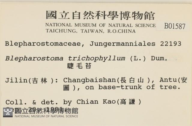 睫毛苔藏品圖，第2張