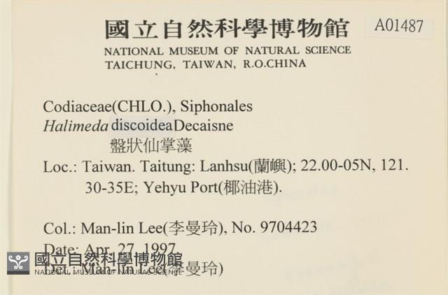 盤狀仙掌藻藏品圖，第2張