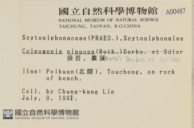 袋苔, 囊藻藏品圖，第2張