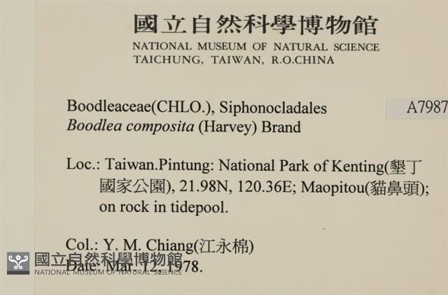 布氏藻藏品圖，第2張