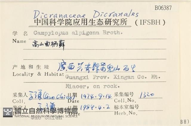 高山曲柄蘚藏品圖，第2張